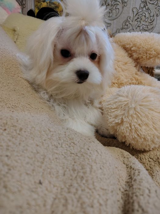 Продам милого хлопчика мальтезе