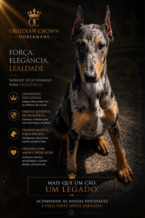 Dobermans de cores merles