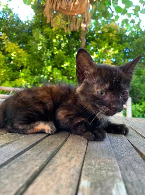 gatinho bebé 2 meses siames