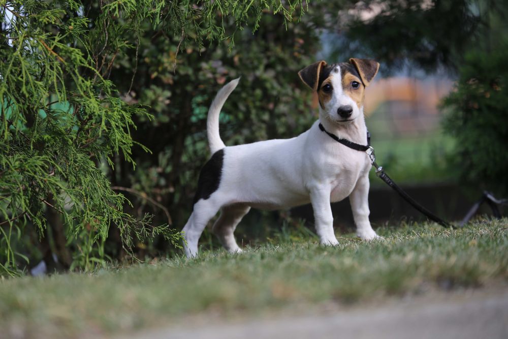 Jack Russell Terrier