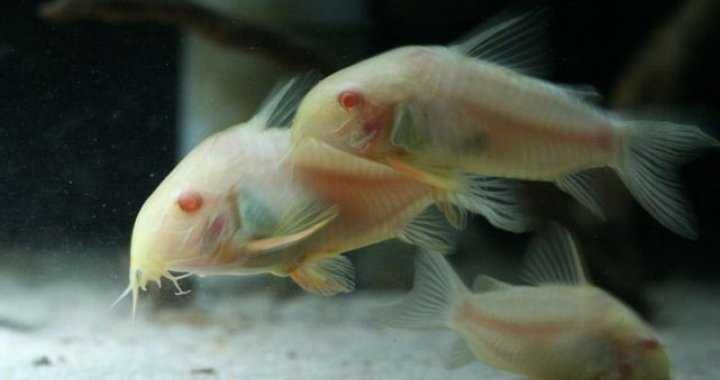 Kirys albinos fajna rybka