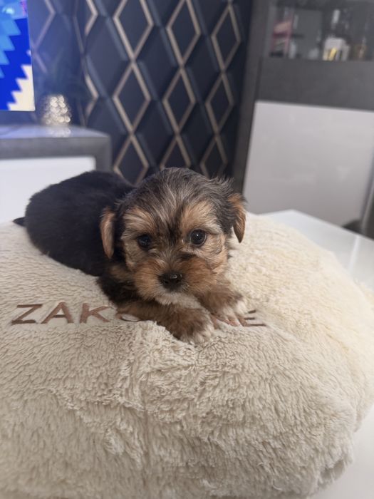 Yorkshire terrier