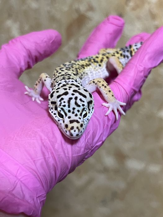 Gekon lamparci gekony lamparcie wyprawka