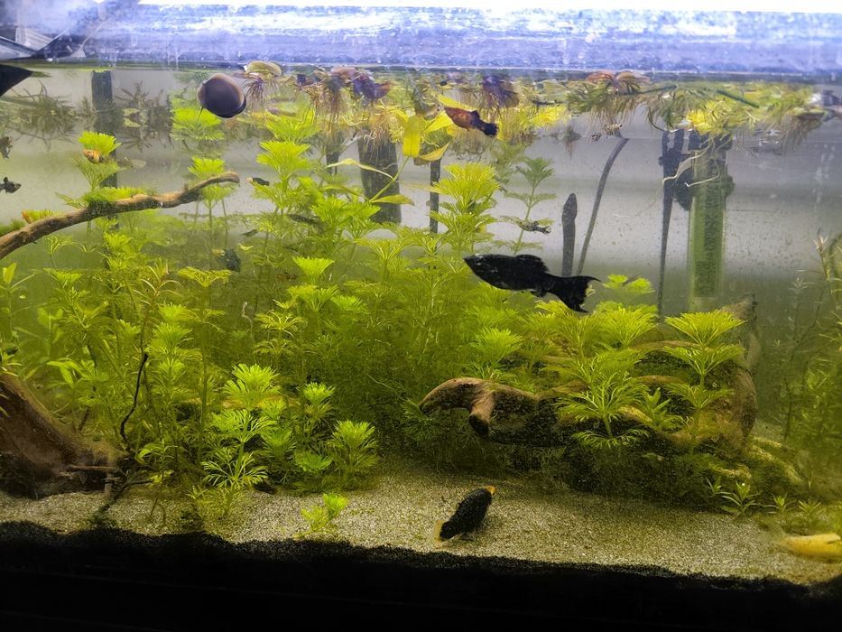 Aquário 60 litros plantado com peixes