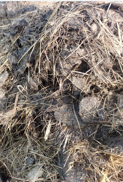 Obornik koński z Boksu