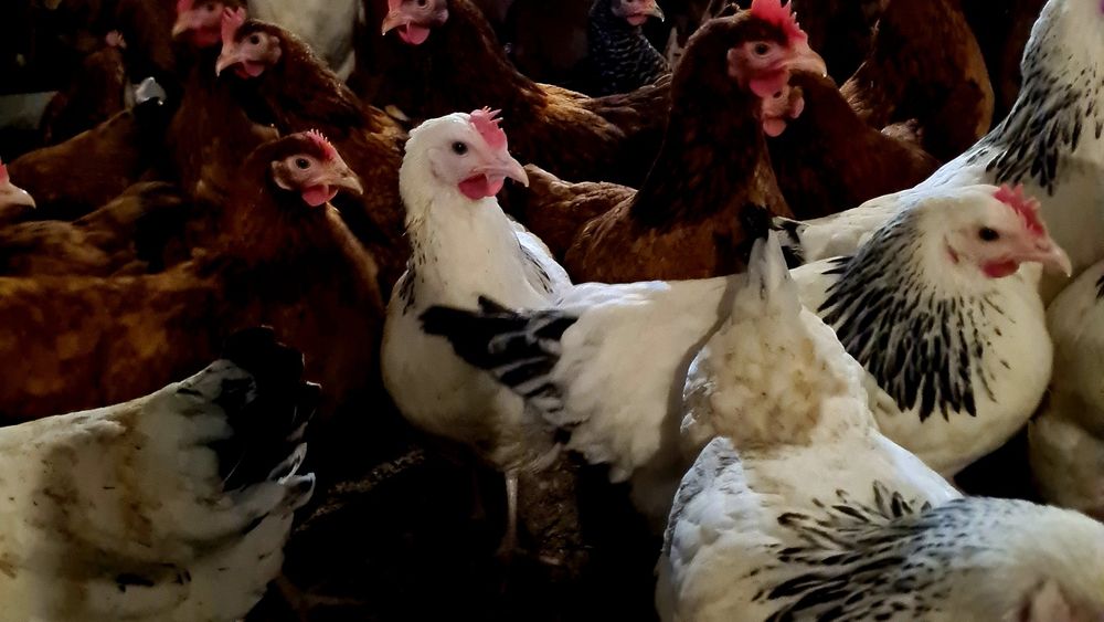 Kury nioski rossa z pierwszym jajkiem