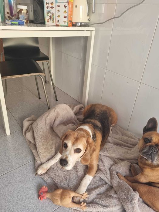 Beagle para adoção responsável