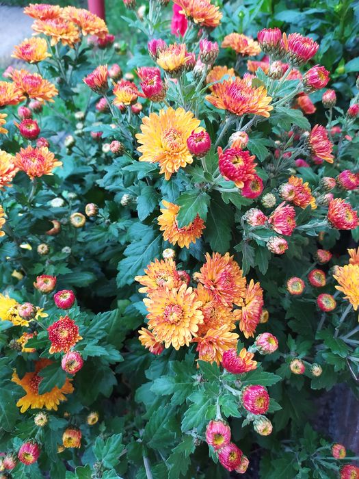 Хризантема. Мультифлора. Горщикова. Різні сорти.