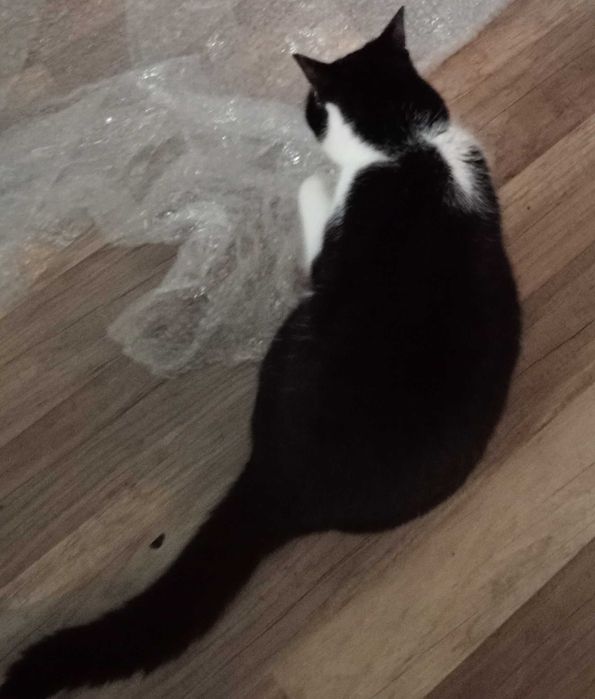 Zginęła kotka w Legnicy w okolicach Podchorążych