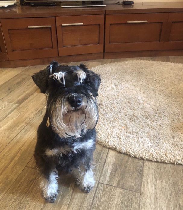 Кобель цвергшнауцер на вязку