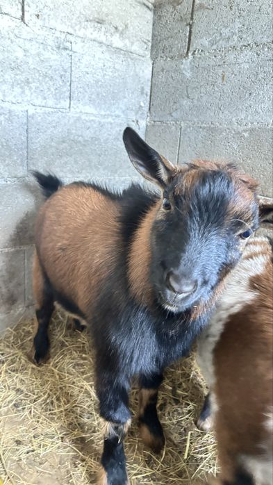 Vendo cabrito de 1 ano e 2 meses