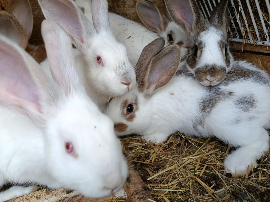 Młode króliki samce i samice