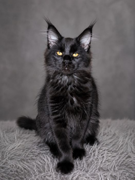 Котенок Мэйн-куна 3 месяца