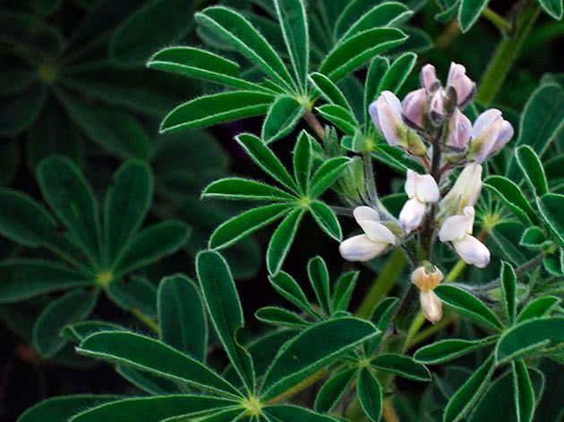 Семена Люпин узколистый (Люпин вузьколистий) медонос, сидерат