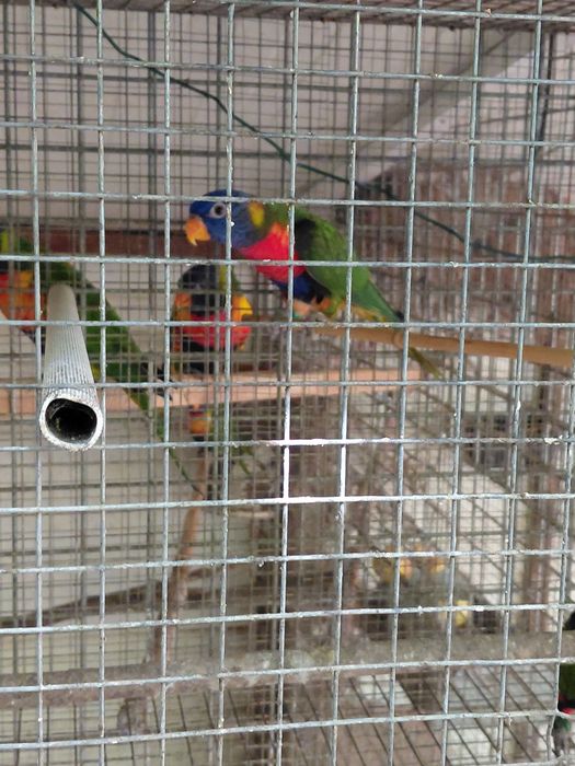 Roselas Loris Ring neck