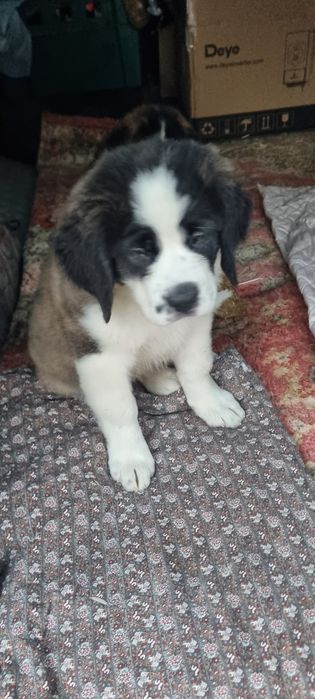 Щенки Сенбернара