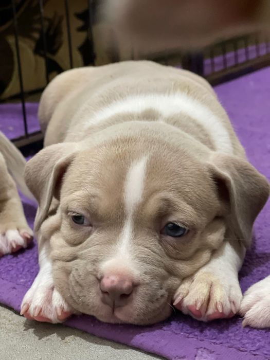 Американский булли стандарт хл и покет