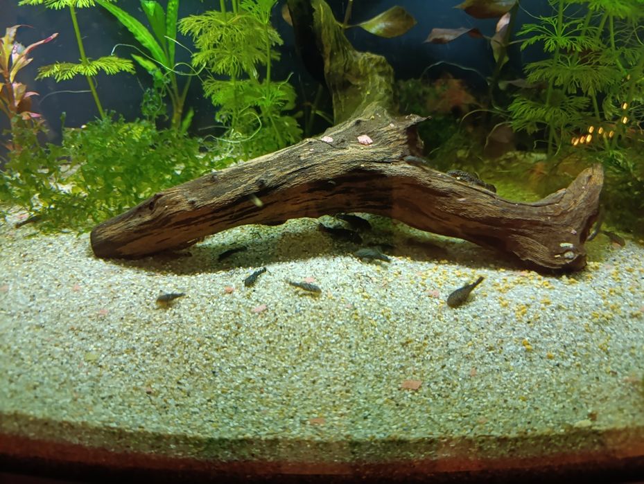 Glonojad zbrojniki pospolity