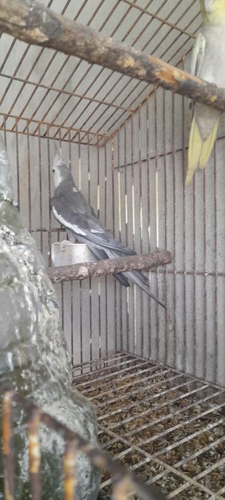 Caturras face branca