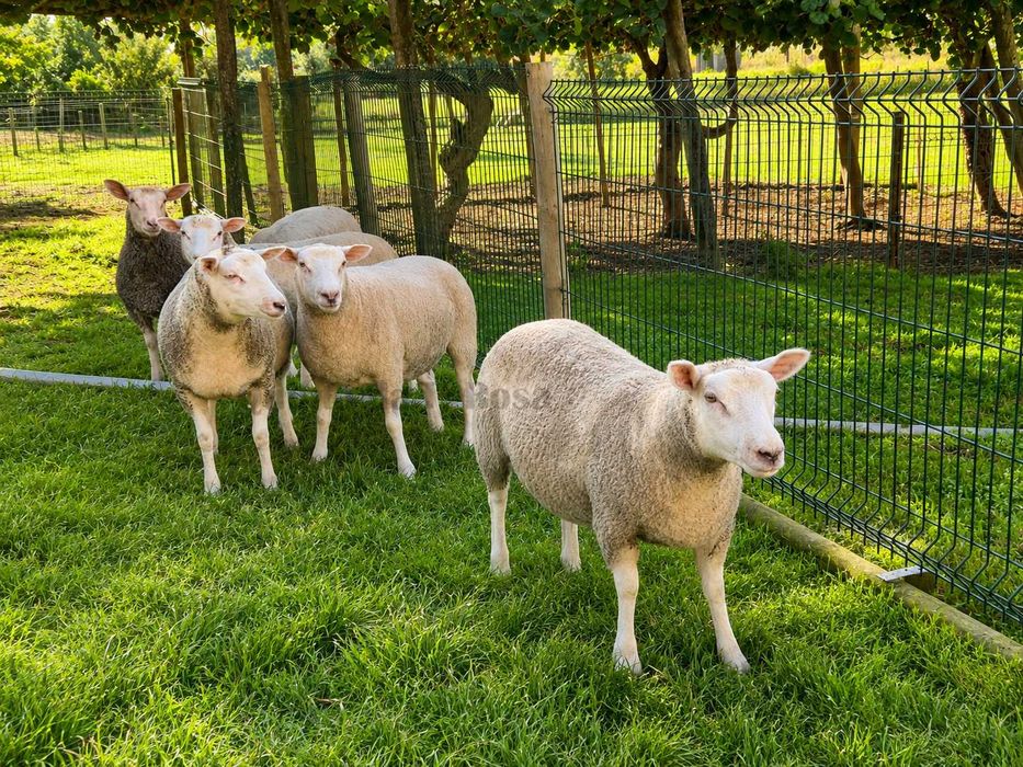Borregas Texel Puras