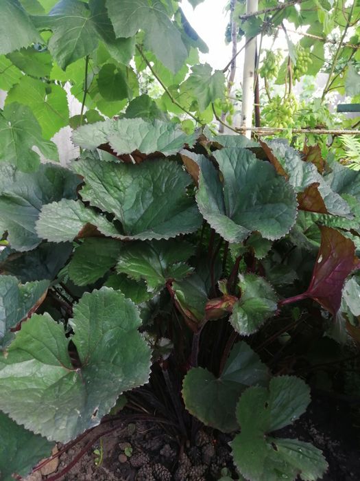 Бузульник Отелло