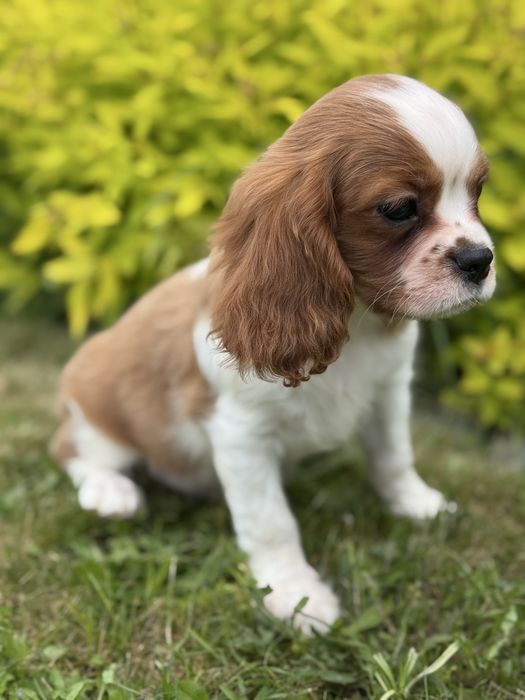 Piesek- cavalier  King Charles  Spamiel