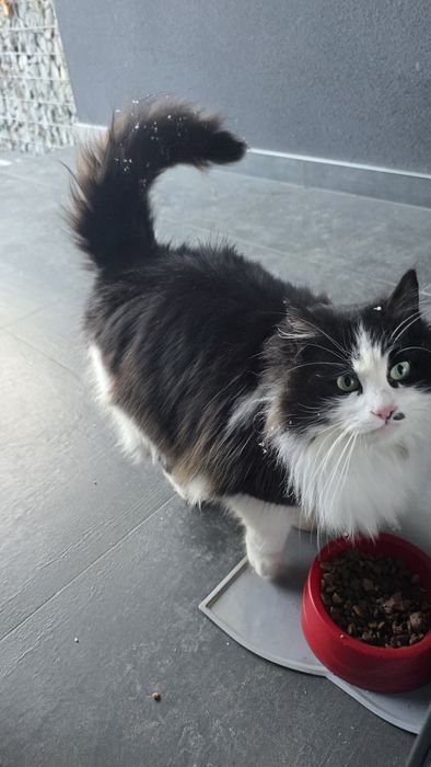 Гарна пухнаста киця в добрі руки