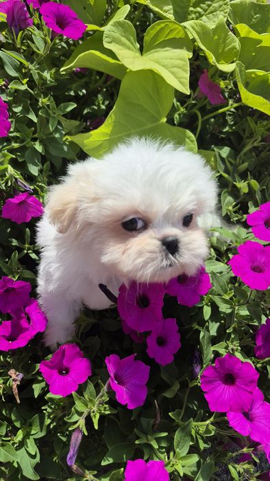 Shih-Tzu biały piesek