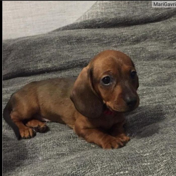 Цуценя міні такси