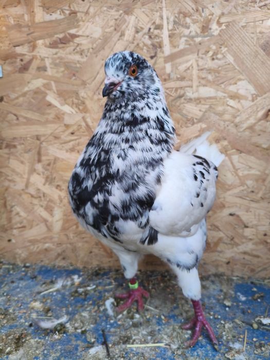 Gołąb King Kingi