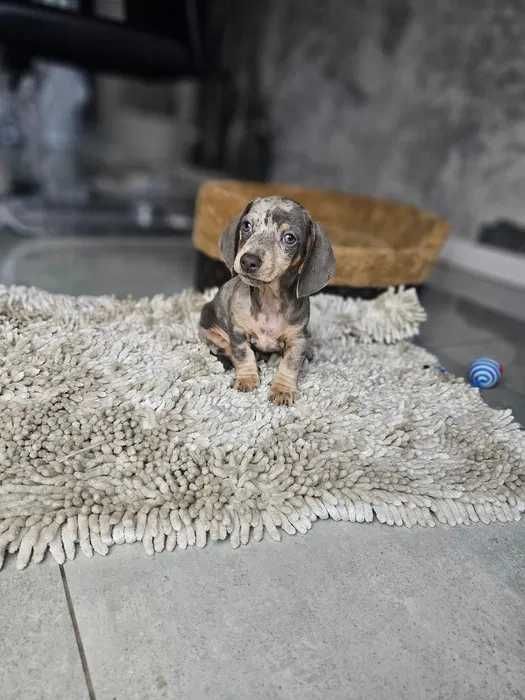 Teckel blue merle disponivel