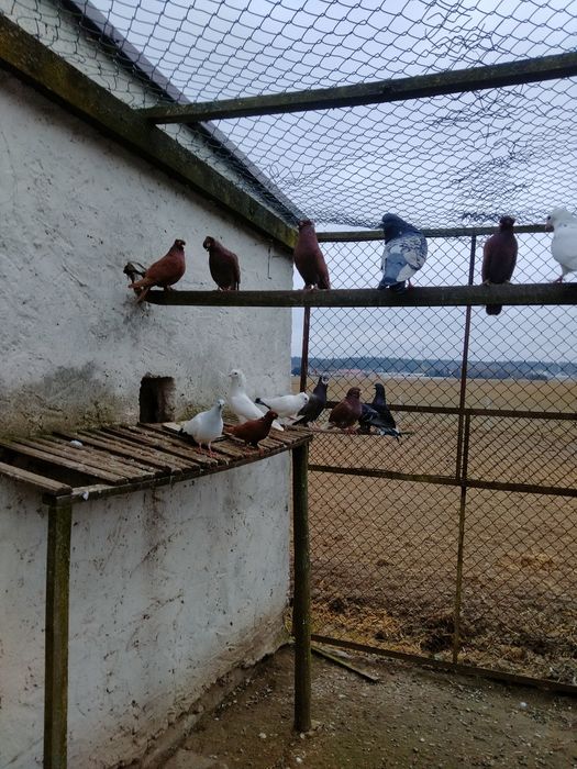 Gołębie ozdobne różne
