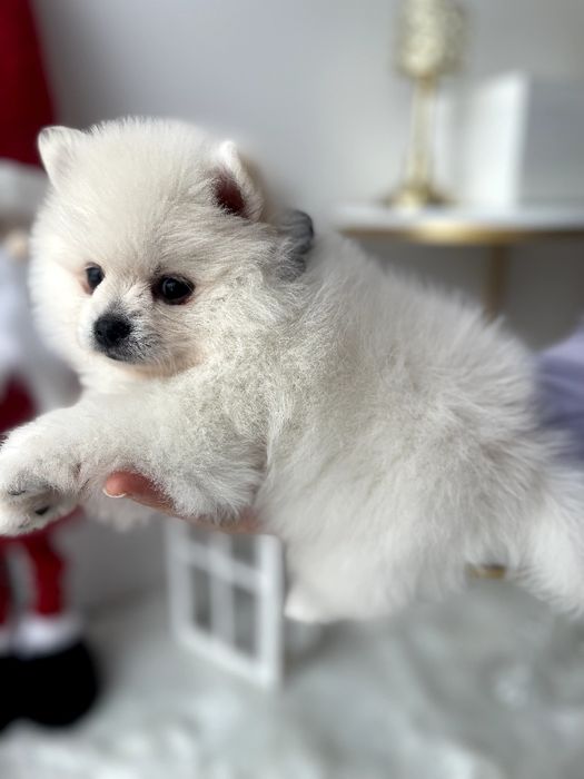 Померанські шпіци — 3 пухнастих друзів шукають новий дім