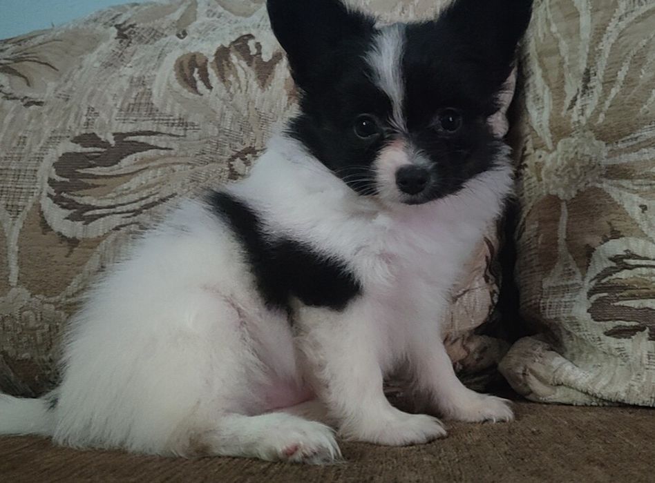 Spaniel kontynentalny miniaturowy Papillon - piesek ZKwP