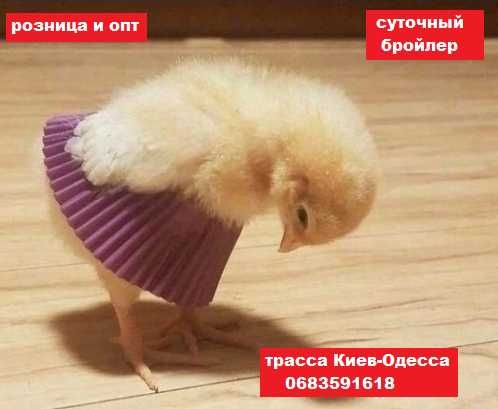 цыплята суточные