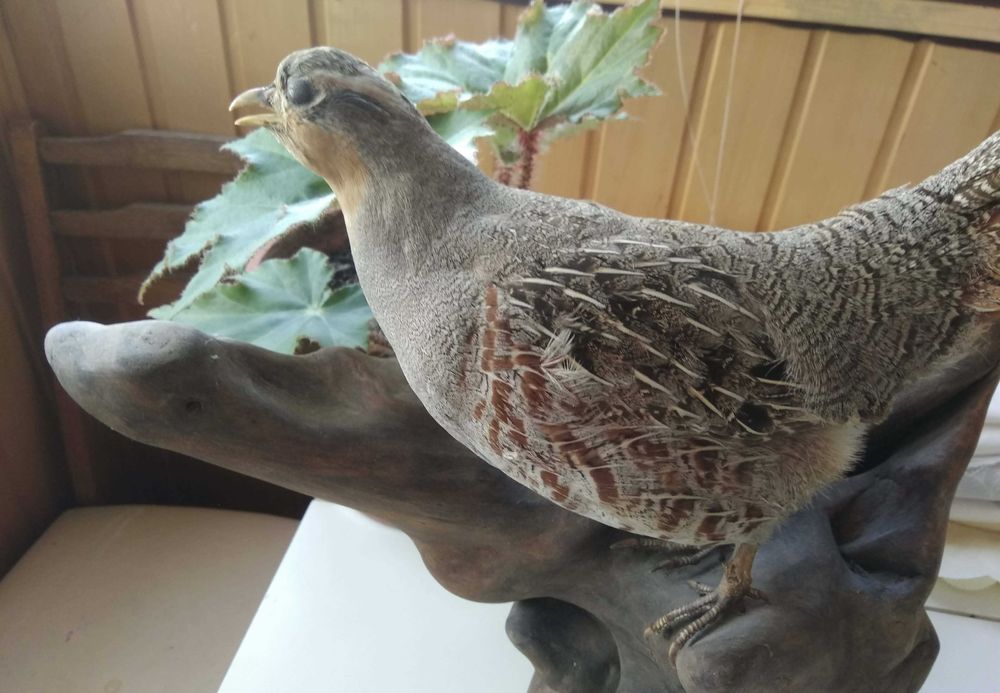 Птица куропатка на ветке с креплением на стену