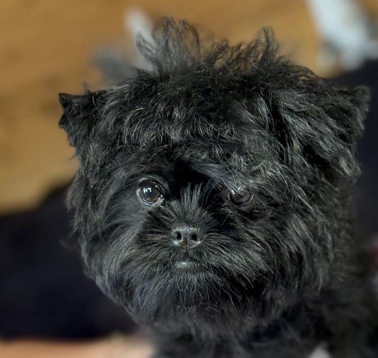 Pinczer małpi samiec sprzedam