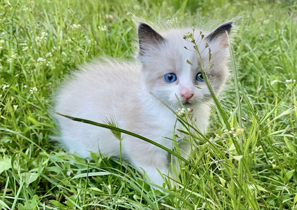 Чудові котики шукають люблячу родину