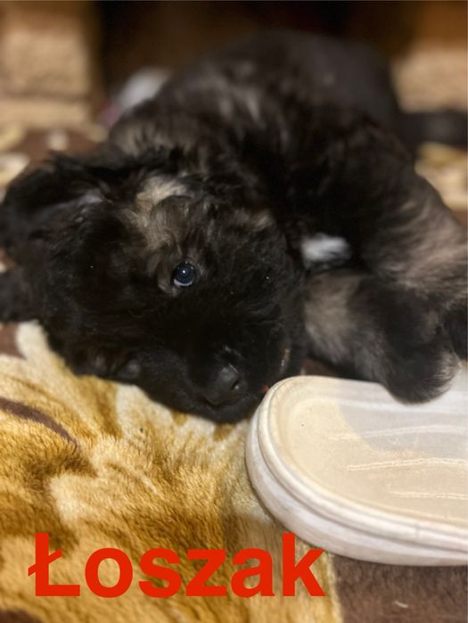 owczarek kaukaski szczenię FCI