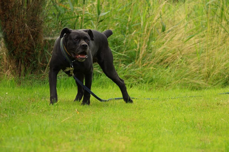 TYSON w typie cane corso do adopcji