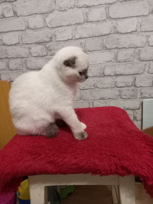 Шотландская вислоухая кошечка