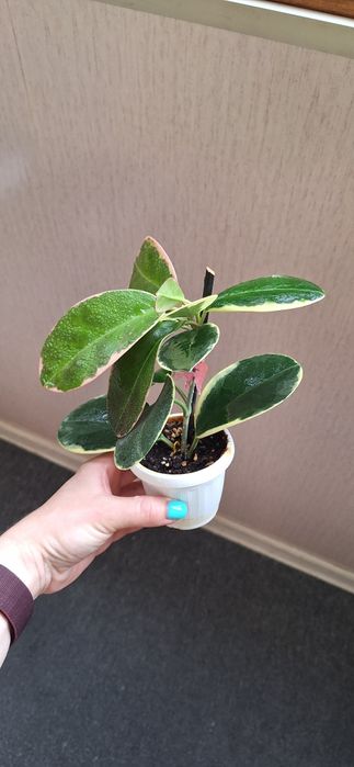 Хойя Australis Blondie(Аустралис Блонди)