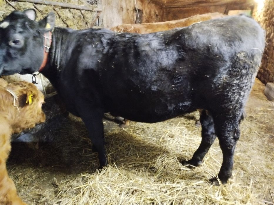 Sprzedam jałówkę zacieloną