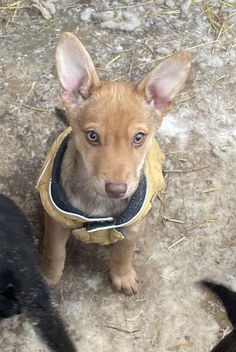 Маленькій Ліндочкі потрібна сім'я