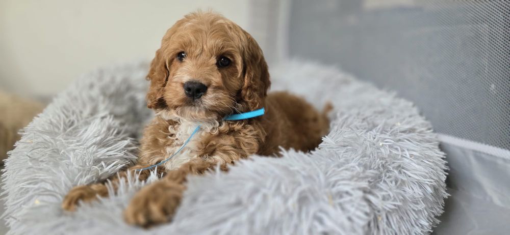 Piesek Cockapoo spaniel pudel cudowny mądry po szkoleniu wczesnohodowlanym