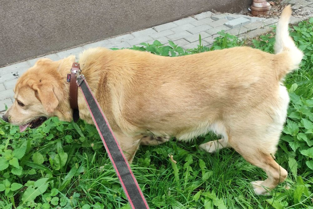 Pies w typie Labradora w dobre ręce