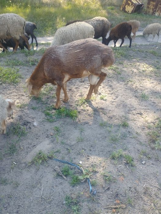 Курдючного барана