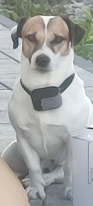 Jack Russell Terrier