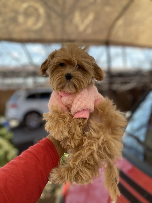 Крихітні цуценя мальтіпу