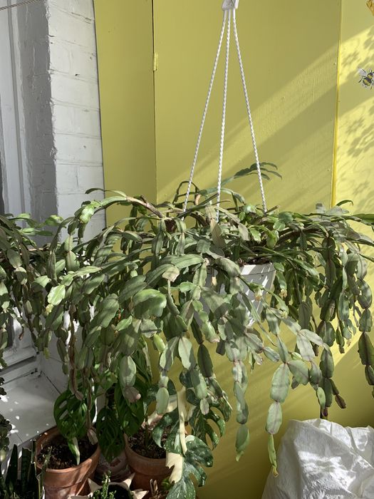 Декабрист, велика рослина